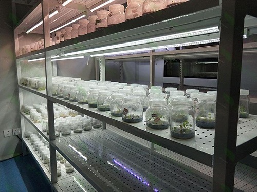 金塔植物组织培养实验室设计建设方案